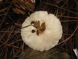 Lepiota cortinarius image