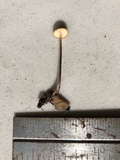 Rhizomarasmius pyrrhocephalus image