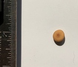 Rhizomarasmius pyrrhocephalus image