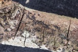 Hysterium angustatum image