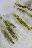 Hysterium angustatum image