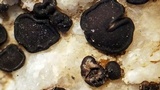 Sarcogyne reebiae image