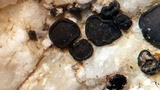 Sarcogyne reebiae image