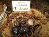 Entoloma nigroviolaceum image