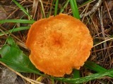 Cystodermella cinnabarina image
