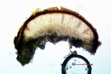Sarcogyne arenosa image