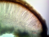 Sarcogyne arenosa image
