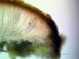 Sarcogyne arenosa image