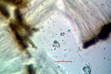 Sarcogyne arenosa image