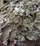 Flavoparmelia baltimorensis image