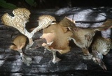 Panus strigellus image