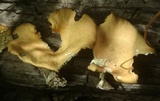 Panus strigellus image