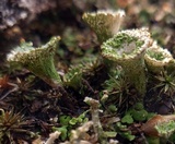 Cladonia pyxidata image