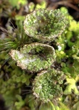 Cladonia pyxidata image