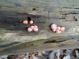 Lycogala epidendrum image
