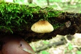 Crepidotus crocophyllus image