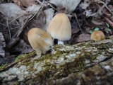 Coprinellus truncorum image