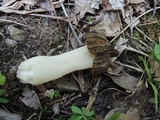Morchella punctipes image