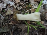 Morchella punctipes image