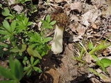 Morchella punctipes image