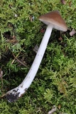 Entoloma holoconiotum image