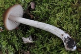 Entoloma holoconiotum image