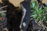Pseudoplectania nigrella image