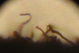 Pseudoplectania nigrella image