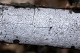 Biscogniauxia atropunctata image