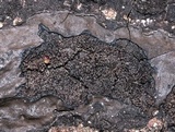 Biscogniauxia atropunctata image