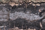 Biscogniauxia atropunctata image