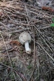 Amanita farinosa image