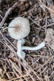 Amanita farinosa image