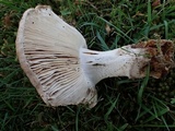 Russula sororia image