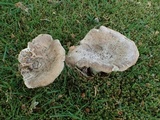 Russula sororia image