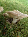 Russula sororia image