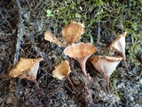 Podoscypha petalodes image
