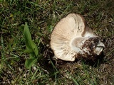 Russula densifolia image