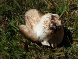 Russula densifolia image