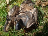 Russula densifolia image