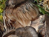 Russula densifolia image