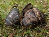 Russula densifolia image