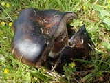 Russula densifolia image