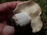 Russula densifolia image