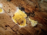 Leucogyrophana olivascens image