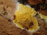 Leucogyrophana olivascens image