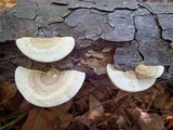 Trametes lactinea image