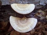 Trametes lactinea image