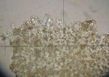 Crepidotus applanatus image