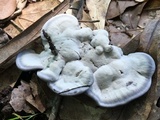 Hydnellum caeruleum image